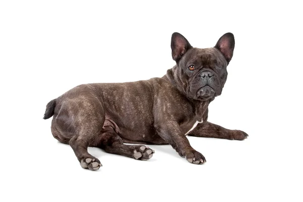 French bulldog with one eye — Stock Photo, Image