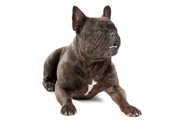 French bulldog with one eye — Stock Photo, Image