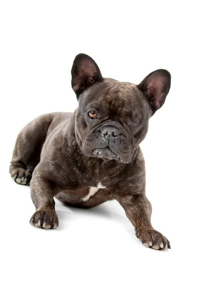 Franse bulldog met één oog — Stockfoto