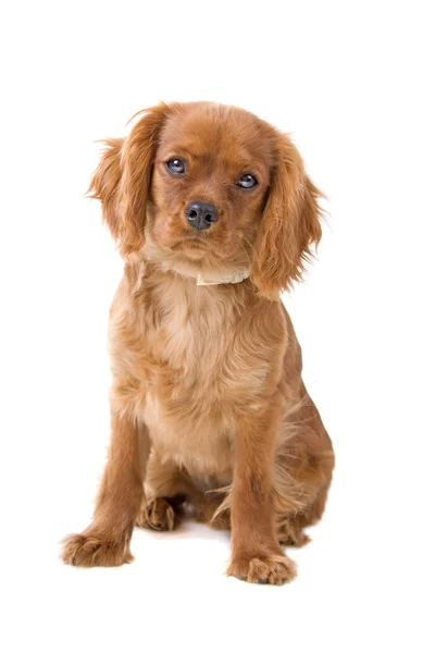 茶色のキャバリアキングチャールズスパニエル子犬 — ストック写真