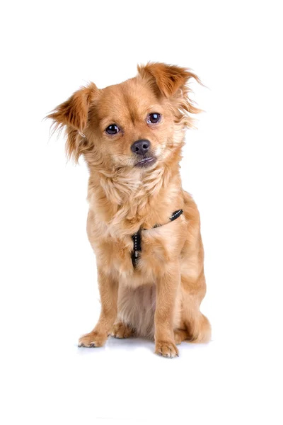 Chihuahua cão — Fotografia de Stock