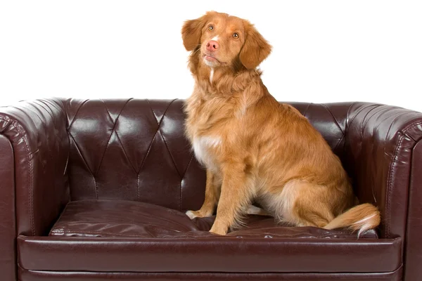 Nova Scotia Duck-Tolling Retriever — Stock Photo, Image