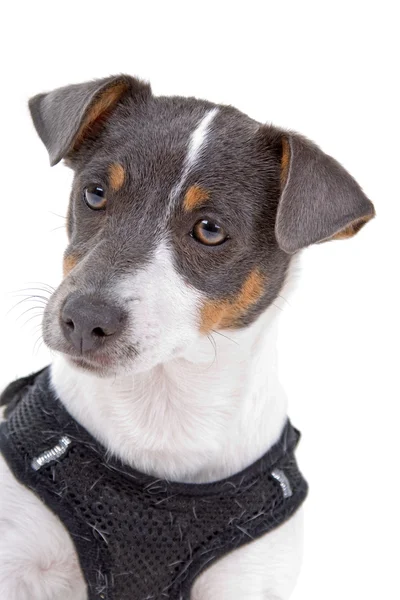 Jack russel terrier — Stock Photo, Image