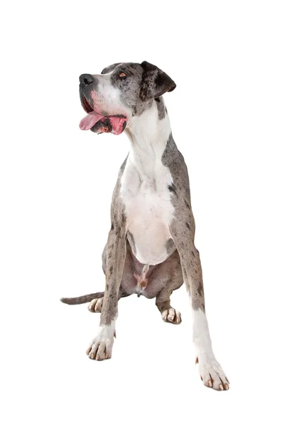 Blauwe merle great dane — Stockfoto