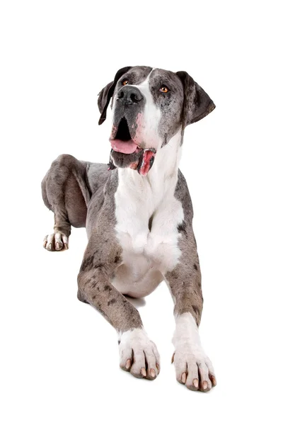 Blauwe merle great dane — Stockfoto