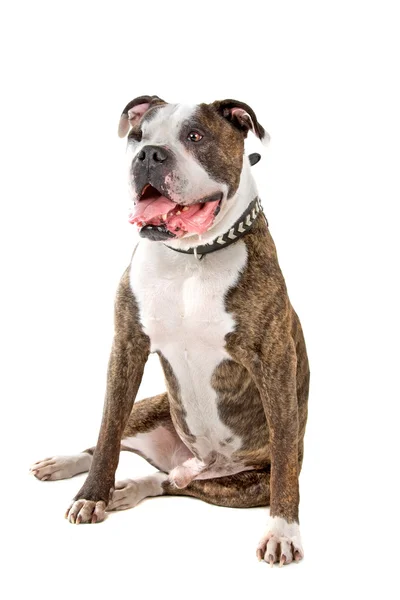 Old American bulldog with one eye — Stock Photo, Image