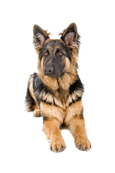 Schäferhund Welpe — Stockfoto