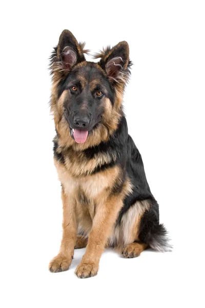 German Shepherd puppy — Stock Photo, Image