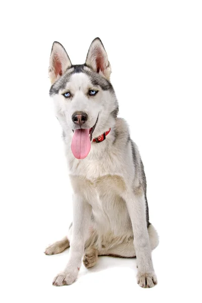 Alaskan malamute — Stockfoto