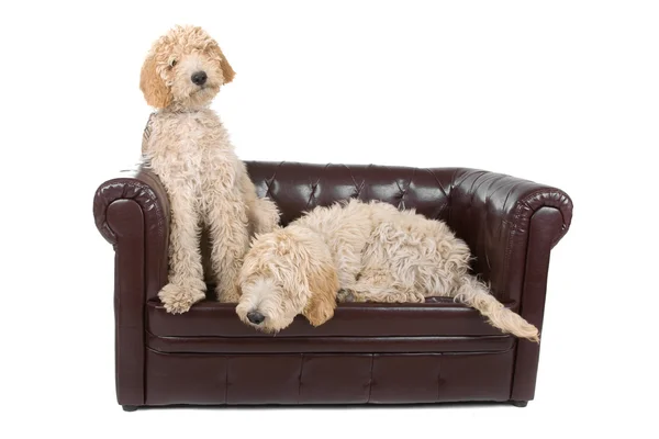 Two australian labradoodle dogs — Stock Photo, Image