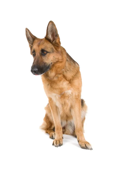 Deutscher Schäferhund — Stockfoto