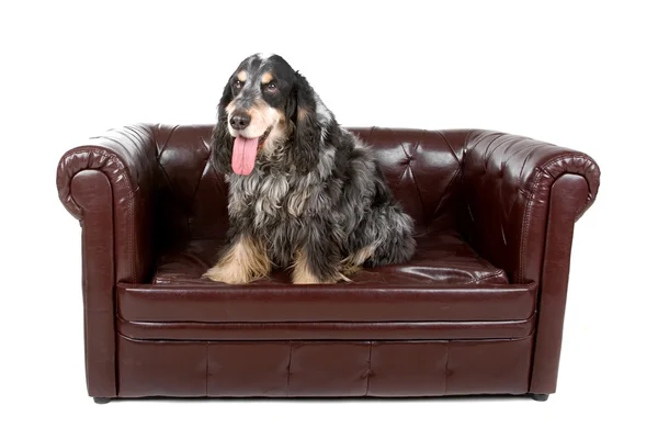 Cocker spaniel — Stock Photo, Image