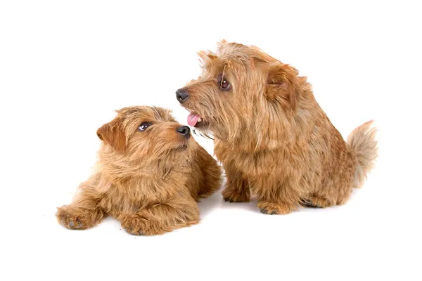 Due cani Norfolk Terrier — Foto Stock