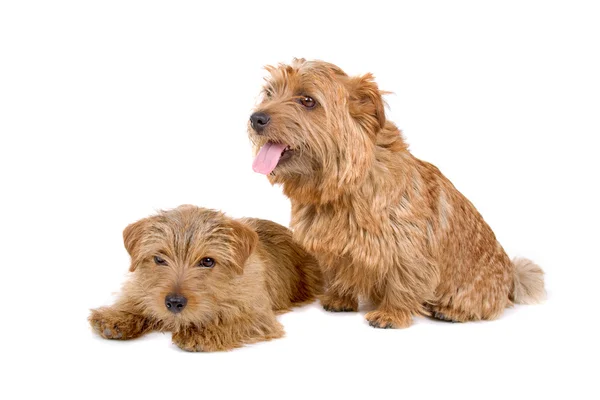 Two Norfolk Terrier dogs — Stock Photo, Image