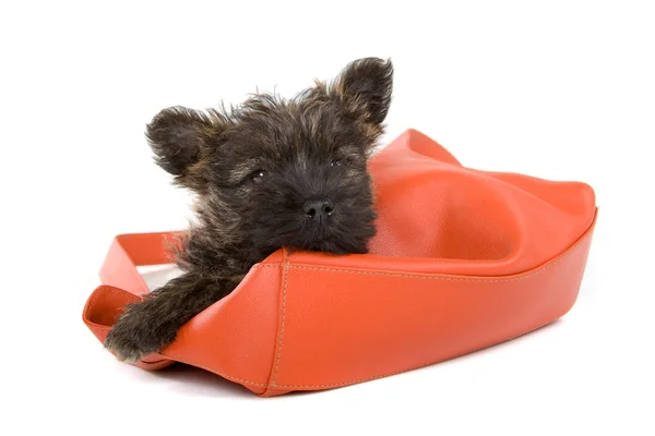 Cairn terrier puppy in an orange handbag — Stock Photo, Image