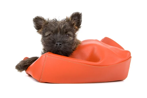 Cairn terrier puppy in an orange handbag — Stock Photo, Image