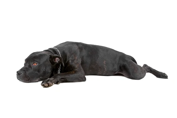 Black Staffordshire Bull Terrier — Stock Photo, Image
