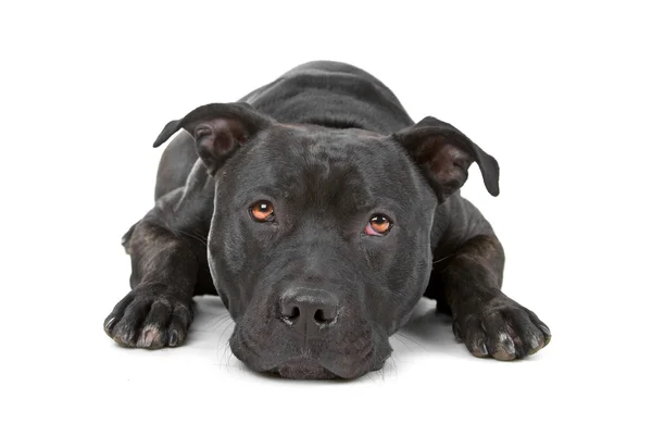 Negro Staffordshire Bull Terrier —  Fotos de Stock