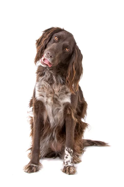 Kleine munsterlander — Stockfoto