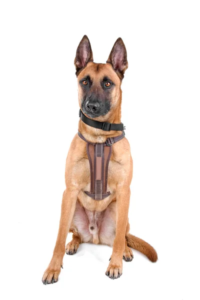 Belçika çoban köpeği malinois — Stok fotoğraf