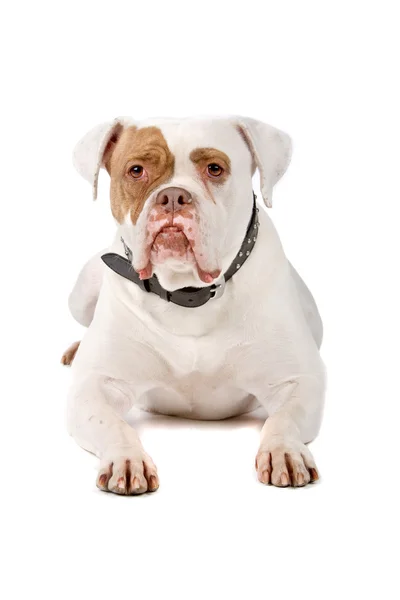 American bulldog lying down and looking at camera Stock Photo