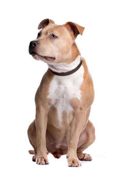 American Staffordshire Terrier Royalty Free Stock Images