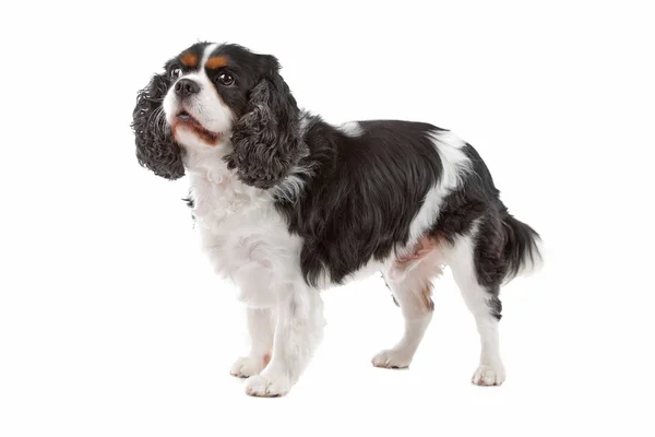 Cute Cavalier King Charles Spaniel dog — Stock Image Cute Cavalier King Charles Spaniel dog Royalty Free Stock Images