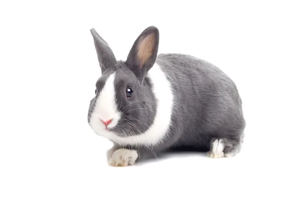 Grey and white rabbit Stock Photo