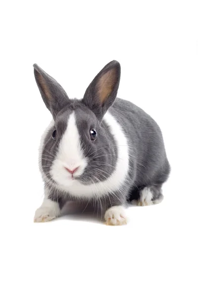 Grey and white rabbit Stock Picture