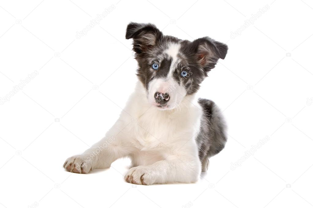 Border collie sheepdog puppy