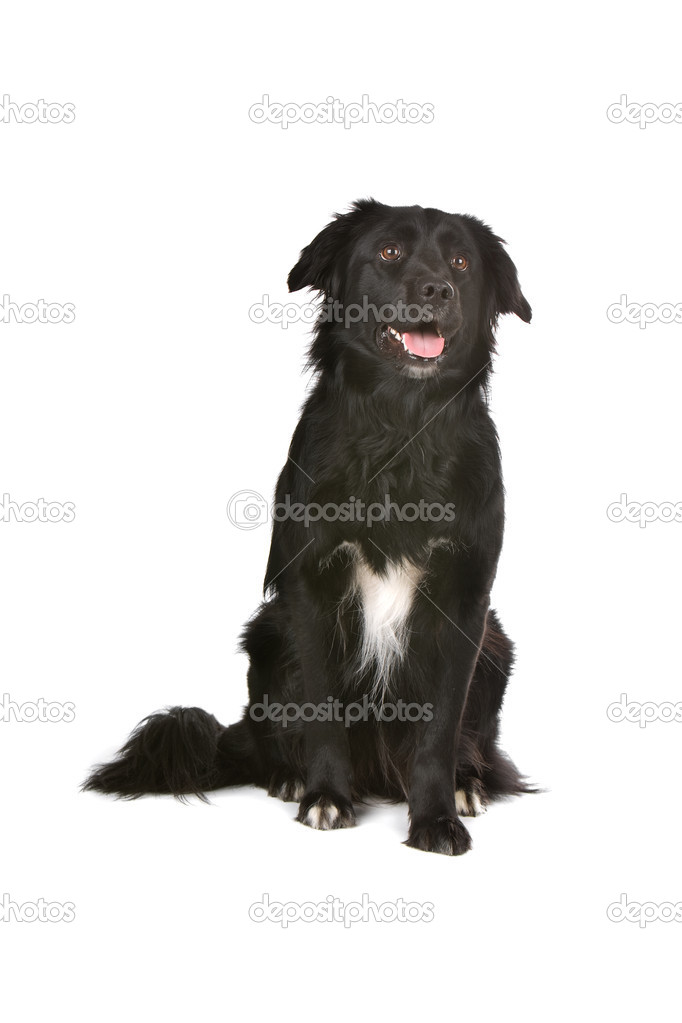 Mostly black border collie sales