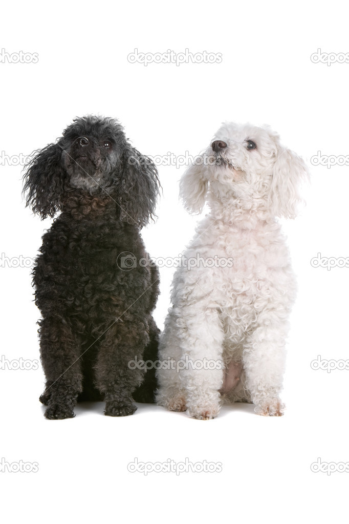 A black and a white toy poodle