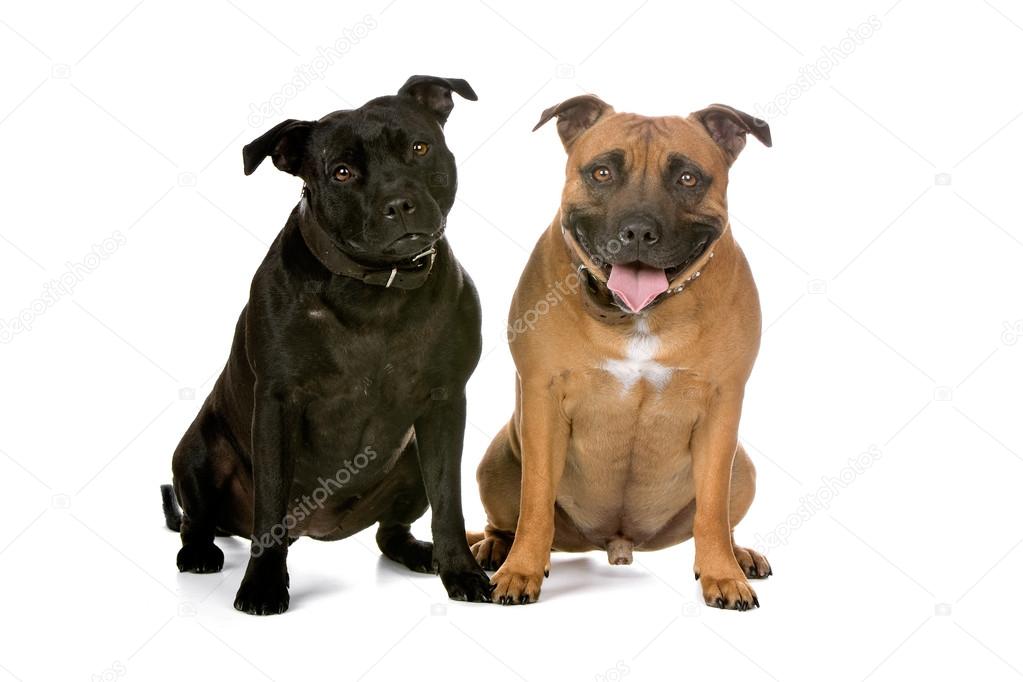 Two Staffordshire Bull Terrier dogs