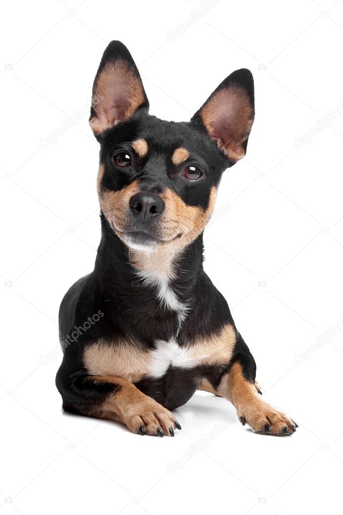 black tan chihuahua