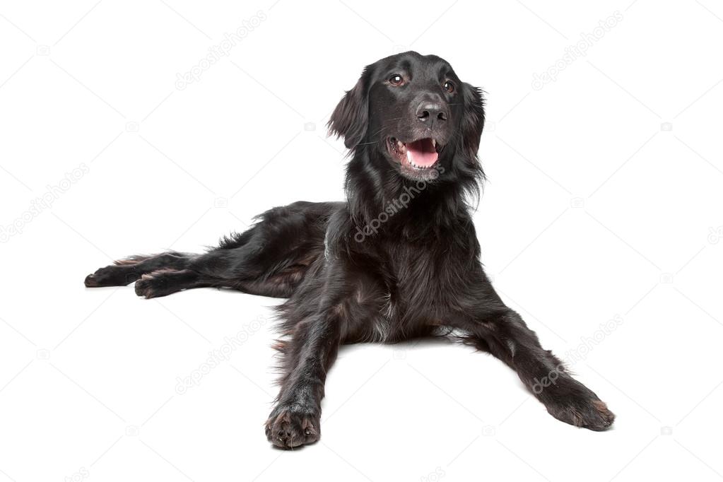 black flat haired retriever