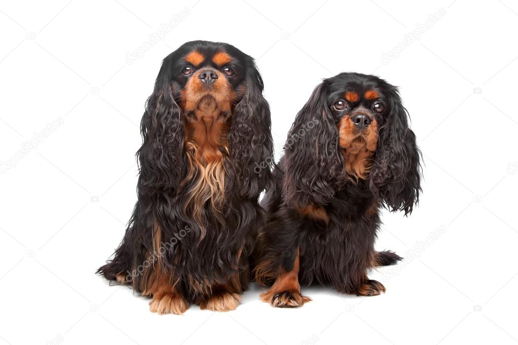 King Charles Spaniel also known as the English Toy Spaniel — Stock