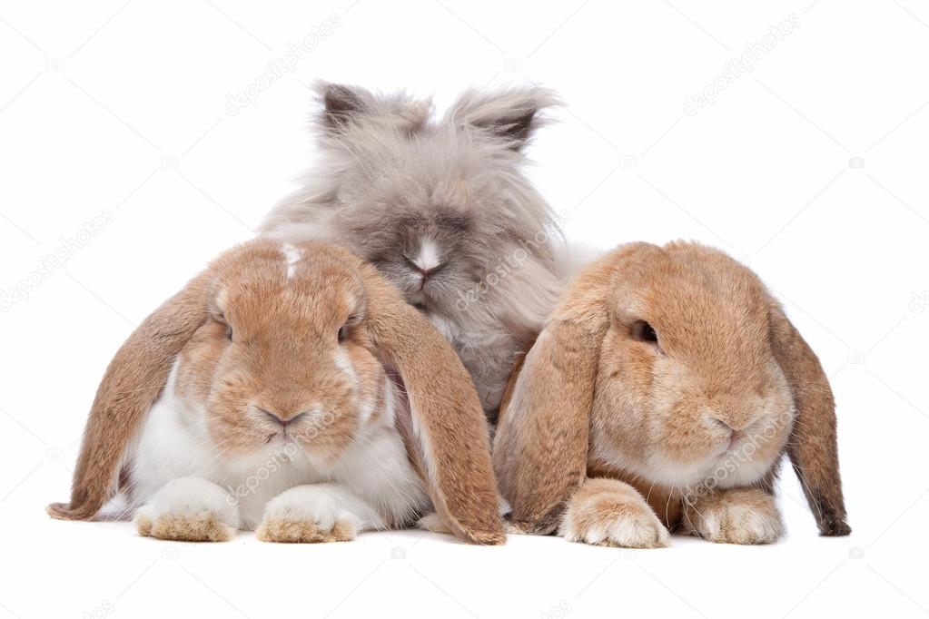 Rabbits In A Row Stock Photo Image By C Eriklam 12876436