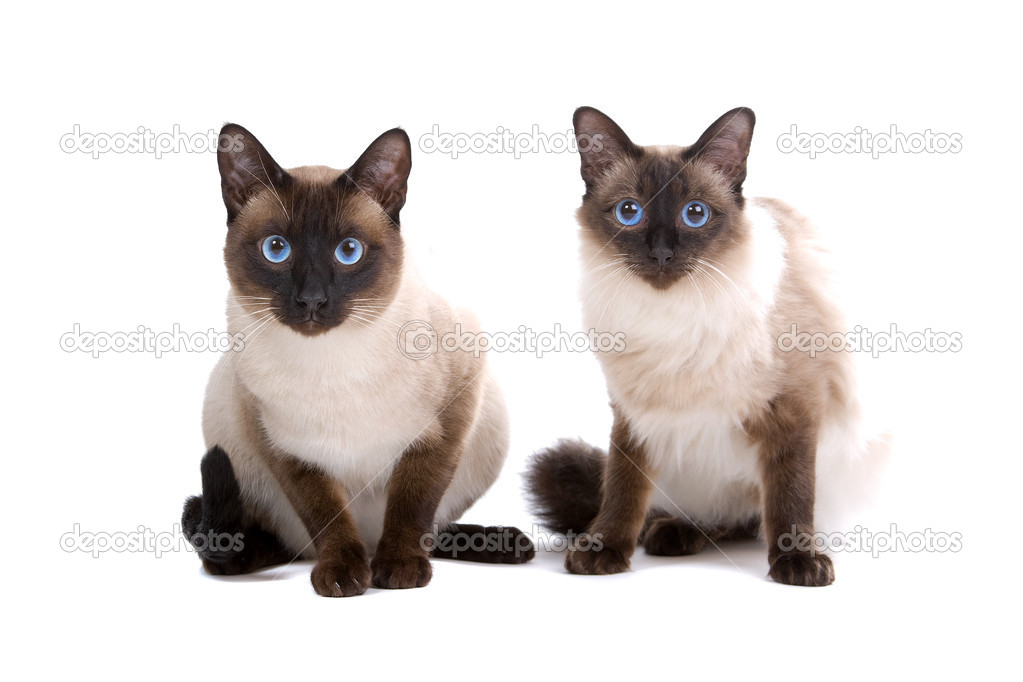 Bali dili, birmanese kedi — Stok Foto © eriklam 12878009