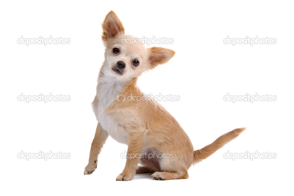 short haired chihuahua puppies