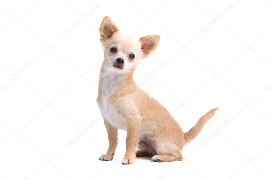 Short Haired Chihuahua Puppy Stock Photo C Eriklam 12878044