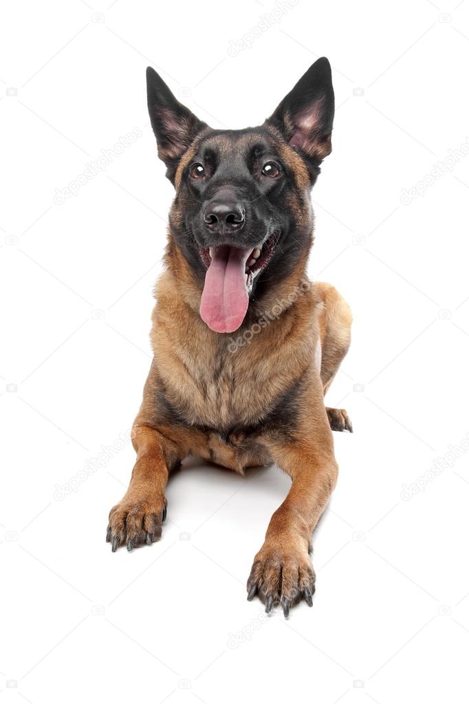 4 739 Malinois Stock Photos Malinois Images Depositphotos