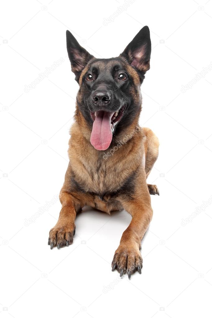 Belgian Shepherd Dog (Malinois)