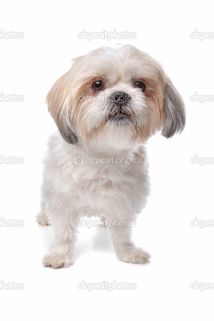 boomer hond — stockfoto © eriklam #12878904