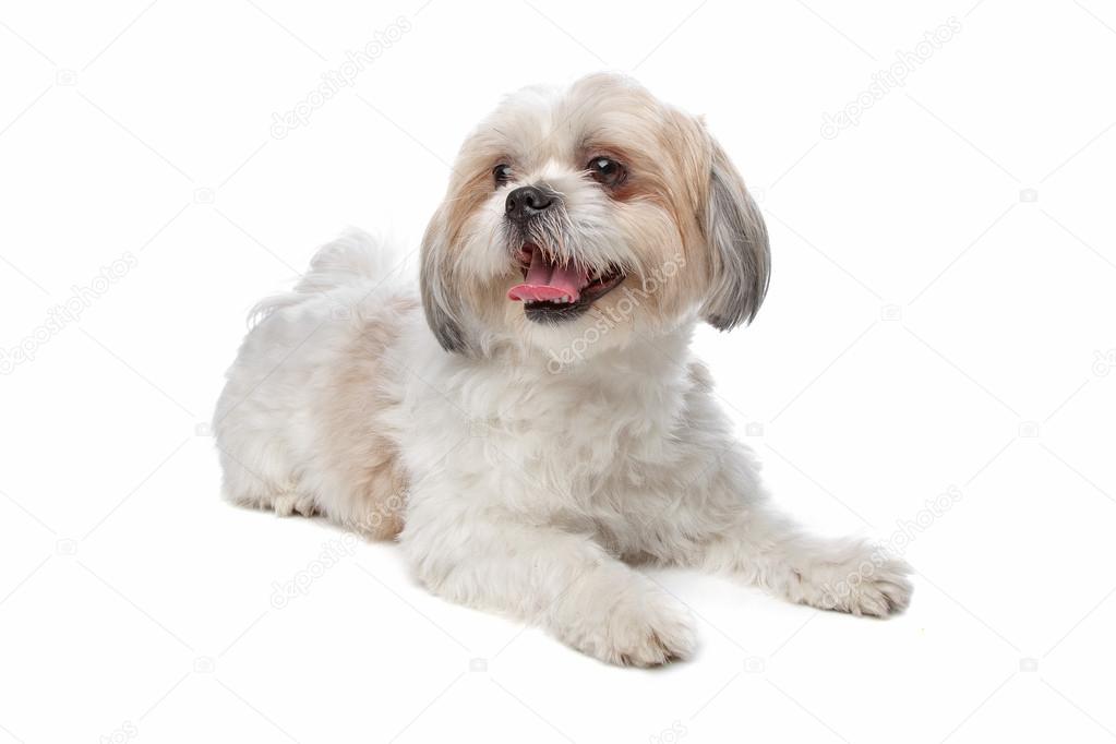 boomer dog — stock photo © eriklam #12878905