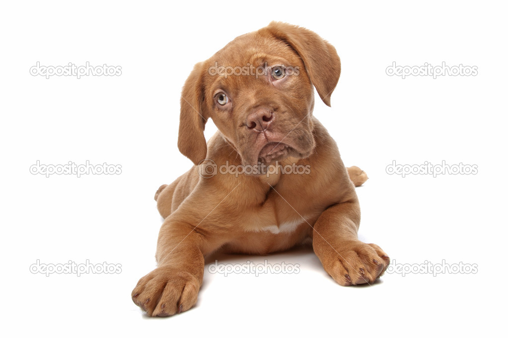 dogue de bordeaux