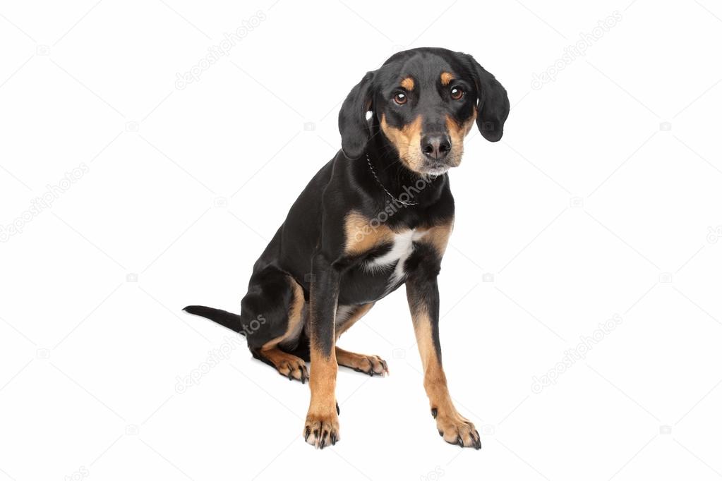 Mixed breed dog, half Appenzeller Sennenhund