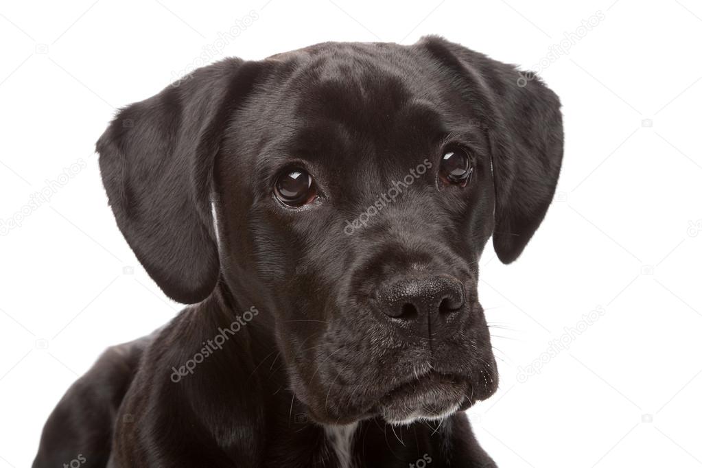 Mixed breed dog, boxer, Labrador puppy — Stock Photo © eriklam 12879106