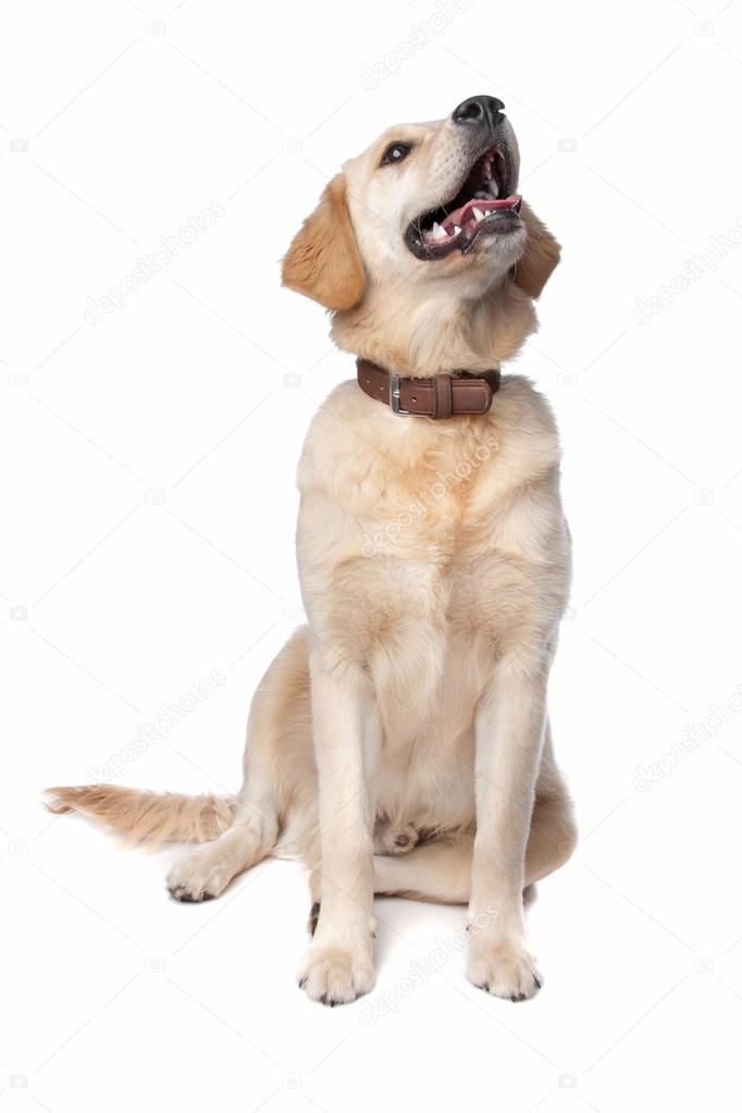 Retriever Labrador dog