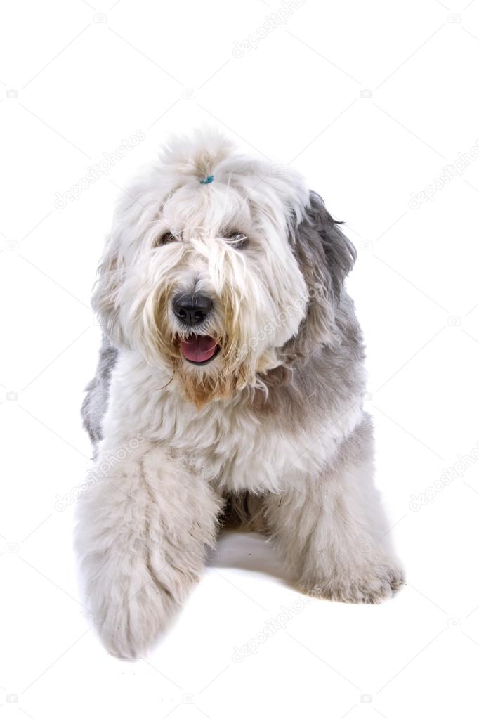 Cão pastor inglês velho imagem de stock. Imagem de pelaria - 39439285