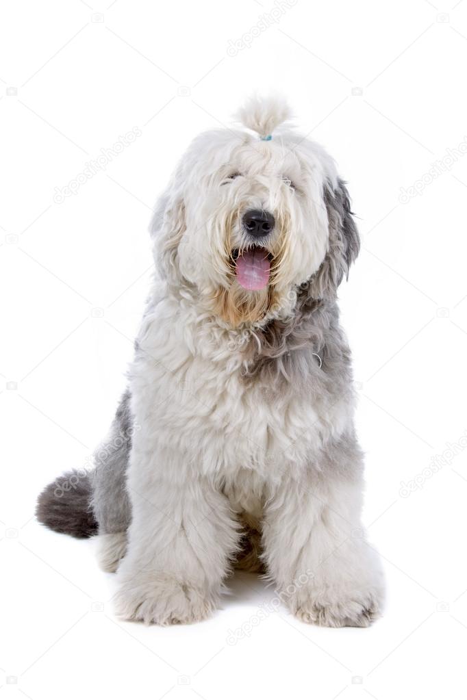 Um cão pastor inglês branco com um fundo branco